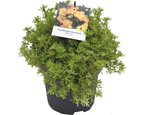Fünffingerstrauch im Topf mit Blütendarstellung auf dem Etikett