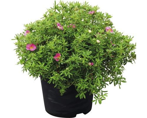 Fingerstrauch im Topf mit grünen Blättern und Blüten