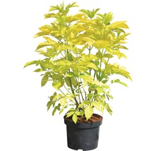Goldholunder Sambucus racemosa "Sutherland Gold" H 40-60 cm Co 6 L