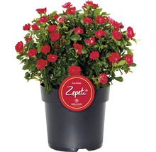 Topfrose mit roten Blüten in einem schwarzen Topf
