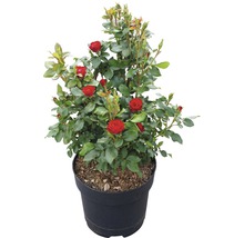 Topfrose mit roten Blüten im Topf