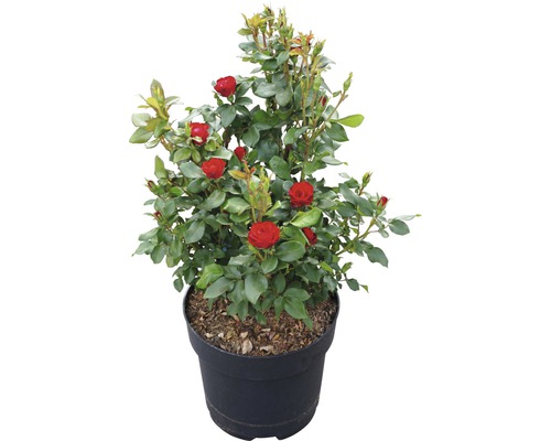 Topfrose mit roten Blüten im Topf Topfrose mit roten Blüten im Topf