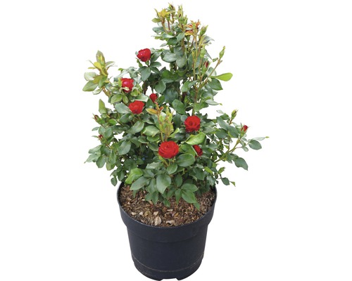 Rose 'Zepeti' ® H 30-40 cm Co 6 L