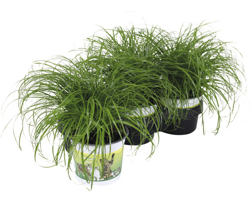 3 x Katzengras 'Zumula' PetSnack Cyperus alternifolius 'Zumula' H 15-25 cm Ø 12 cm Topf für Vögel, Nager, Reptilien und Katze