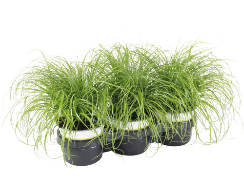 Pampasgras Set in Töpfen