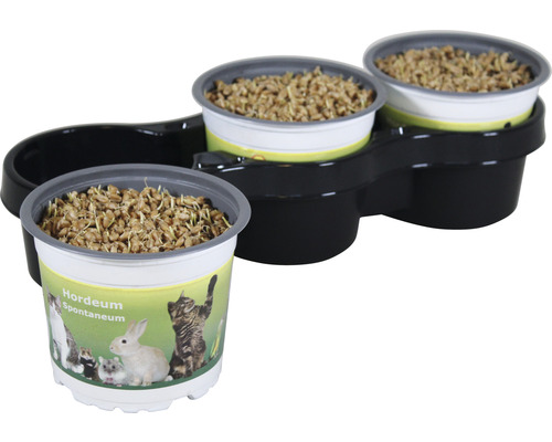 Katzengras in Anzuchtschale