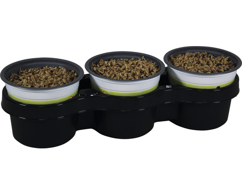 3 x Futterweizen Weichweizen Katzengras PetSnack Triticum aestivum H 15-17 cm Ø 12 cm Topf für Vögel, Nager, Reptilien und Katze Anzuchtschalen mit Weizen in einer schwarzen Halterung
