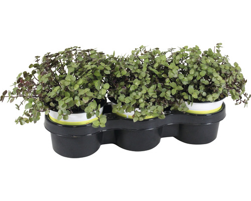 3 x Kriechendes Schönpolster PetSnack Callisia repens H 15-17 cm Ø 12 cm Topf für Vögel, Nager, Reptilien und Katze