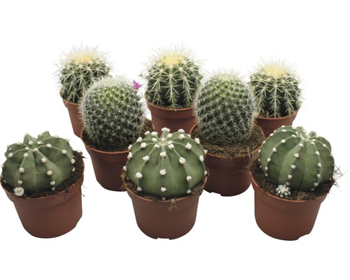 Echinocactus FloraSelf 10,5er Topf sortiert