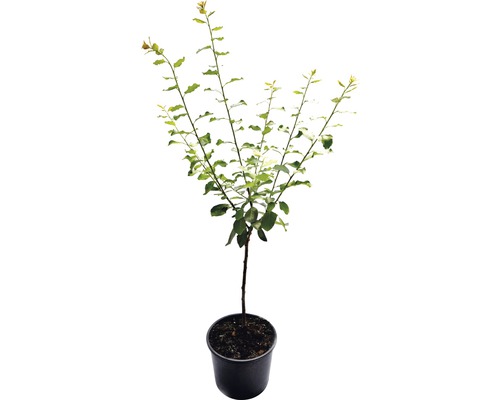 Junger Baum im Topf
