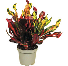 Kroton Zimmerpflanze im Topf