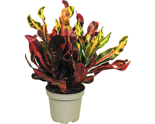 Kroton Zimmerpflanze im Topf