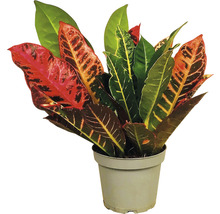 Kroton Zimmerpflanze im Topf