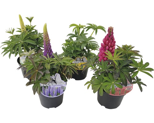 Lupine FloraSelf Lupinus polyphyllus H 10-15 cm Co 0,8 L sortiert Lupinen in Töpfen