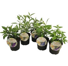 Fünf Schmetterlingsflieder Summer Kids im Topf