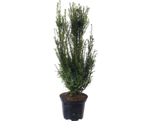 Heckenpflanze Säulenförmige Eibe 'Hilli' 80/100 cm 7,5 L-Topf