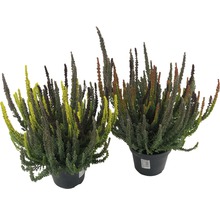 Zwei Topfheide Pflanzen im Topf