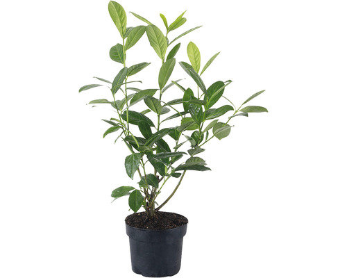 Heckenpflanze Kirschlorbeer Prunus laurocerasus 'Novita' H 50-60 cm im 3 Liter Topf ab 30 Stück auf Palette