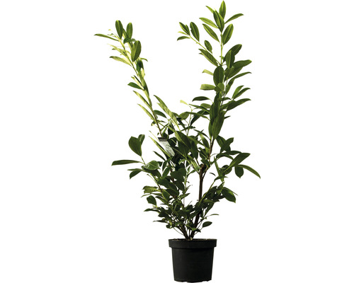 Heckenpflanze Kirschlorbeer Prunus laurocerasus 'Herbergii' H 50-60 cm im 3 Liter Topf ab 30 Stück auf Palette