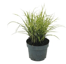 Zebra Gras im Topf für den Garten