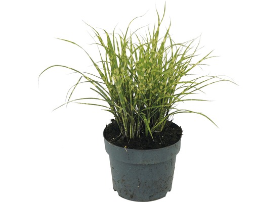 Zebra Gras im Topf für den Garten