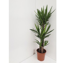 Yucca Zimmerpflanze im Topf
