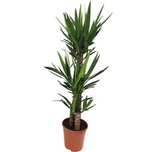 Yucca Zimmerpflanze im Topf
