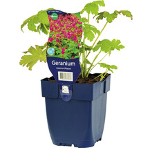 Geranium macrorrhizum Pflanze im Topf