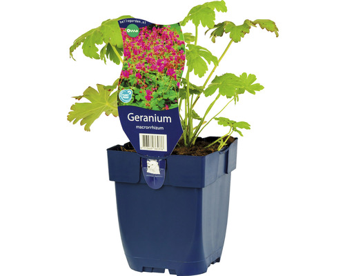 Geranium macrorrhizum Pflanze im Topf