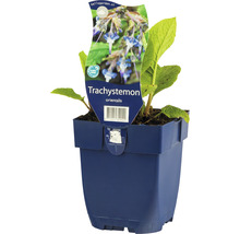 Trachystemon orientalis Pflanze im Topf