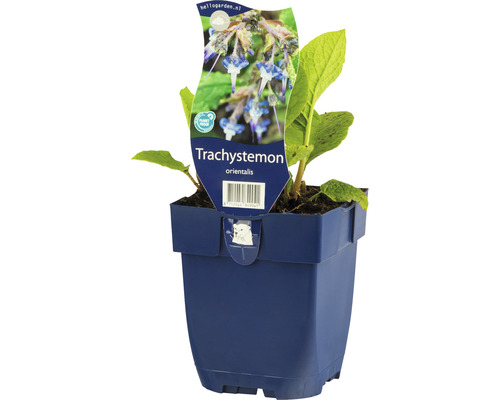 Trachystemon orientalis Pflanze im Topf