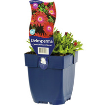 Delosperma Sorte Jewel of Desert Garnet im Topf