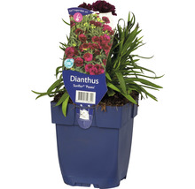 Nelke Sunflor ''Paseo'' im Topf