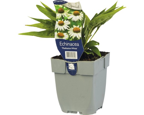 Weißer Sonnenhut Echinacea 'Meditation White' ® H 5-50 cm Co 0,5 L