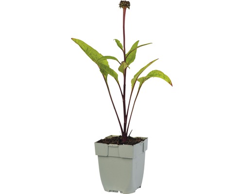 Blühende Pflanze im Topf