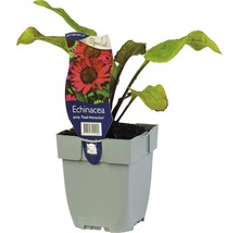 Echinacea Pflanze im Topf