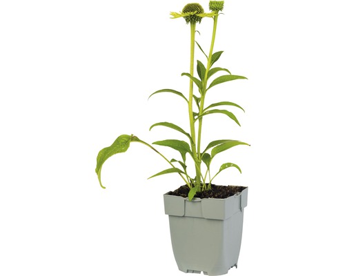 Sonnenhutpflanze im Topf