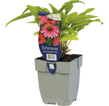 Echinacea ''Sensation Pink'' in einem Topf