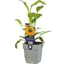Echinacea Pflanze im Topf