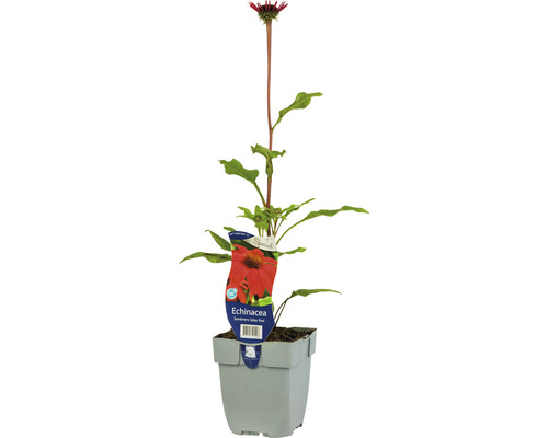 Roter Sonnenhut Echinacea purpurea 'Sombrero Salsa Red' H 5-20 cm Co 0,5 L