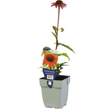 Sonnenhut Echinacea im Topf