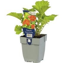 Geum ''Tempest Scarlet'' in einem Topf