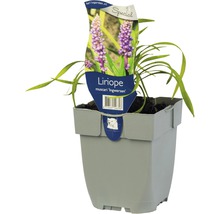 Liriope muscari ''Ingwersen'' im Topf