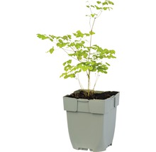 Eisenholzbaum in einem Topf