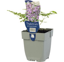 Wiesenraute Sorte Hewitts Double im Topf