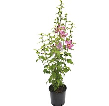 Hibiskus im Topf mit Blättern und Blüten