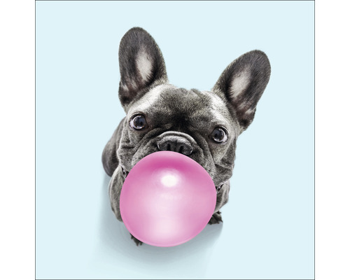Glasbild Dog chewing gum II 20x20 cm