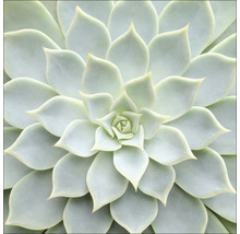 Nahaufnahme einer Echeveria Zimmerpflanze