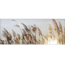 Schilfhalme im Wind