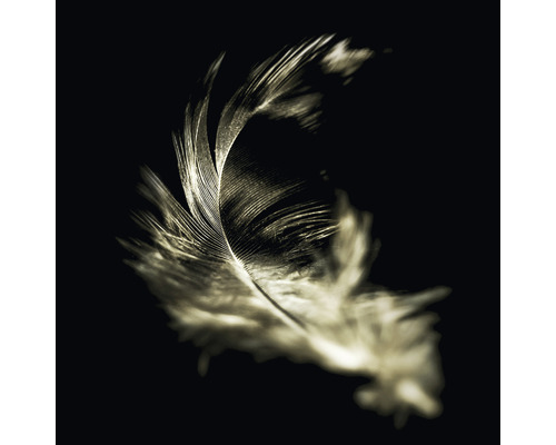 Glasbild The feather 20x20 cm